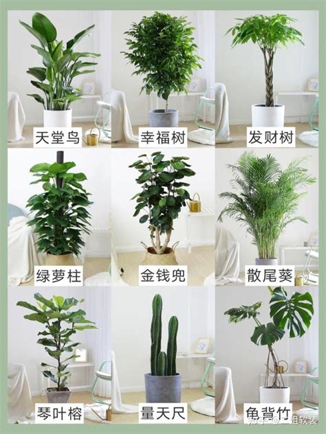 客厅绿植|客厅适合养哪些植物？